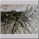 Rhaphigaster nebulosa - Graue Feldwanze 02.jpg